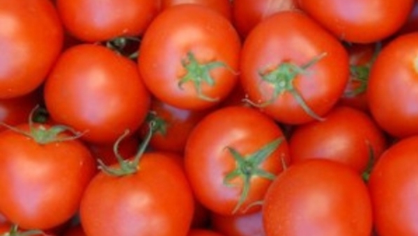Tomato Tomato
