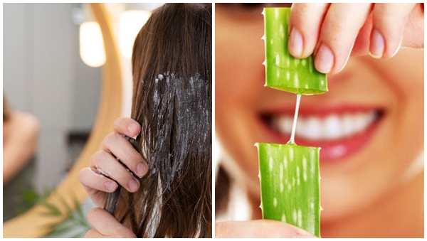 aloe vera tp