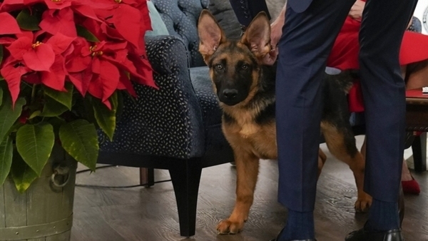 joe-biden-dog joe-biden-dog