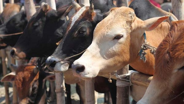 cow-