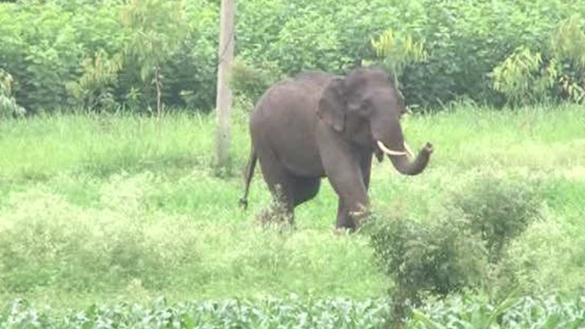 elephent-kannur