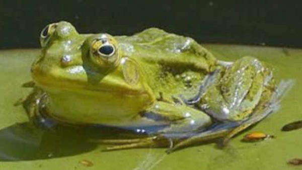 Frog