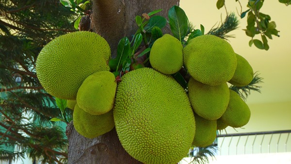 jack-fruit