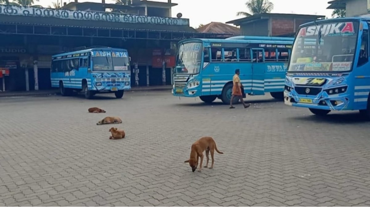 bus