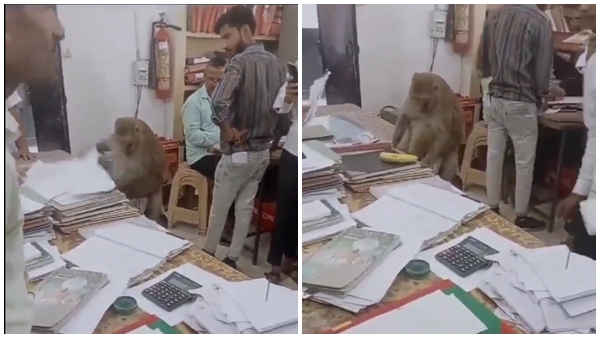 Monkey