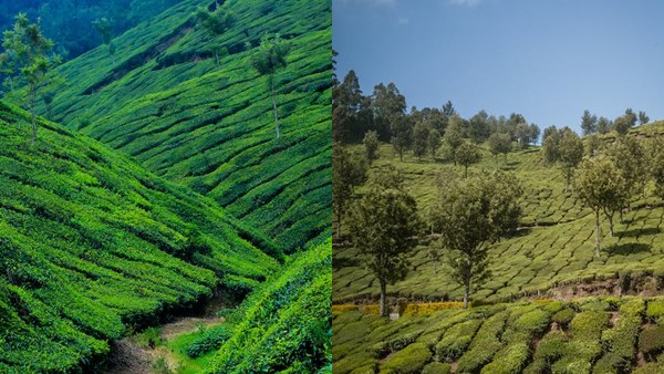 munnar2-