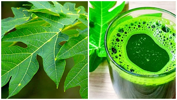 leaf juice leaf juice