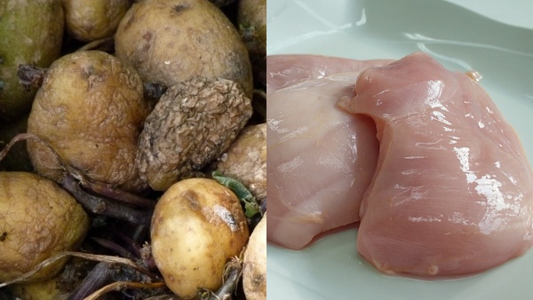 stalefood1