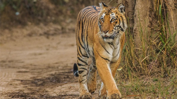  tiger-