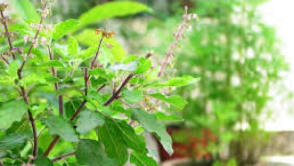 Tulsi