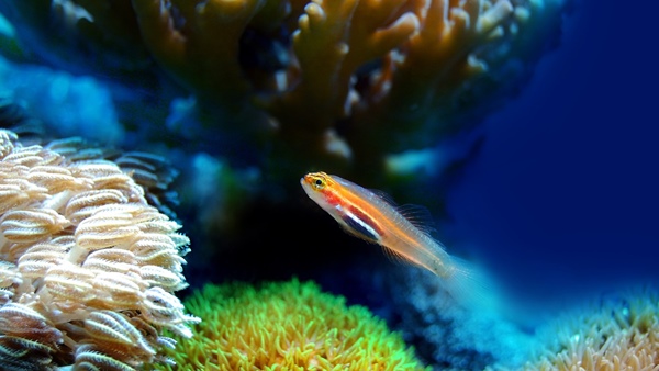 fish-vastu fish-vastu