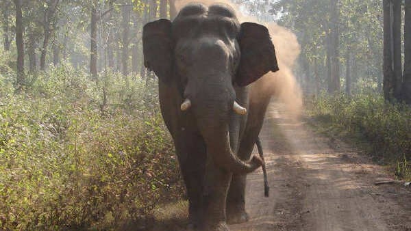 wayanad-elephants