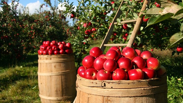 apple-farm-job