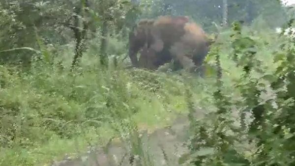 elephant1