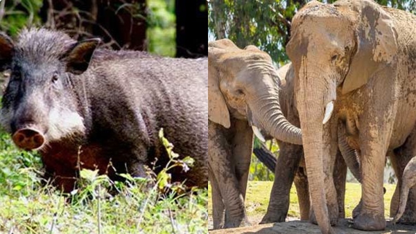 elephant-wild-boar