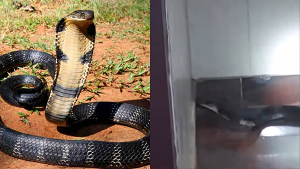 kin-cobra