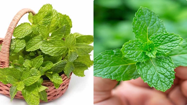 mint-leave-weight-loss