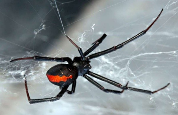 spider