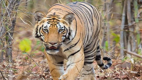 tiger tiger