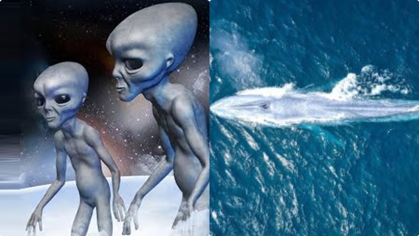 aliens-whale aliens-whale