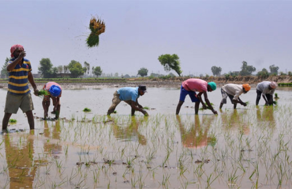  agriculturalsector