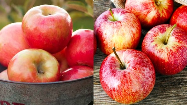 apple-weight-loss