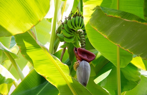 bananafarm
