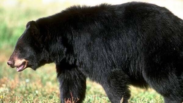 wayanad-bear wayanad-bear