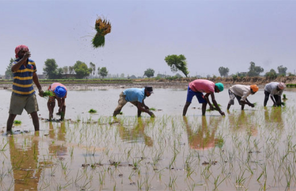 farmers