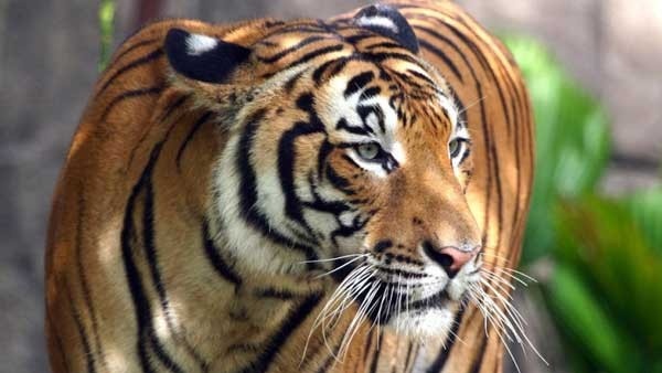 wayanad-tiger wayanad-tiger