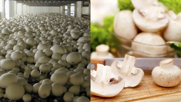 mushroom-weight-loss