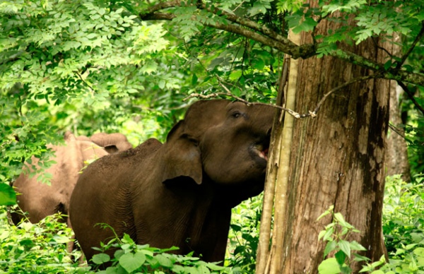 muthangaelephant