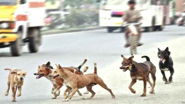 straydog-