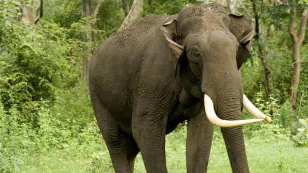 wayanad-elephant wayanad-elephant