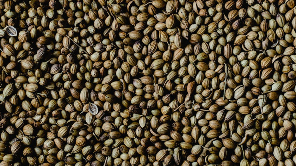 Coriander Seeds Coriander Seeds