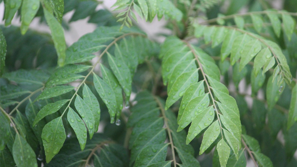 CURRY LEAVES CURRY LEAVES