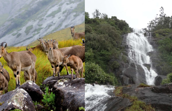 eravikulamnationalparkidukki eravikulamnationalparkidukki