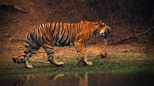 wayanad-tiger-attack
