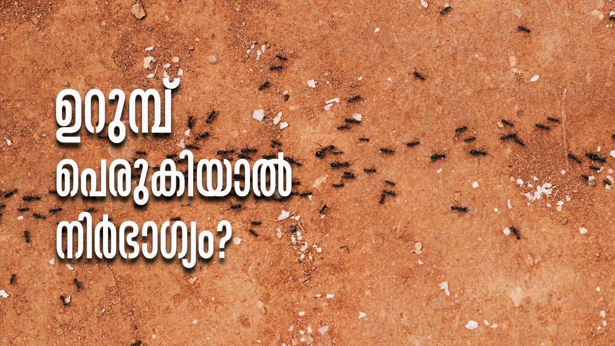 Vastu Tips: Spotting Black Ants At Home Can Bring Good Luck And Wealth ...