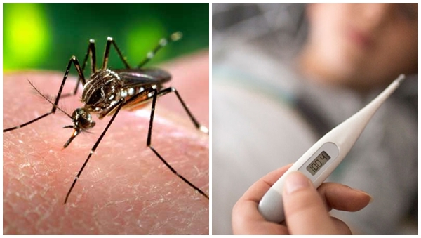 dengue dengue