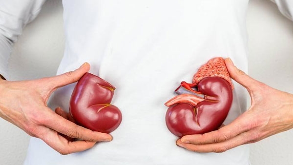kidney2-