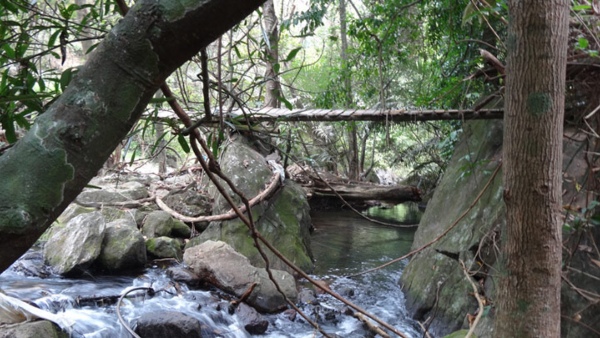 meenvallam