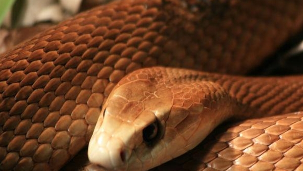 cobra