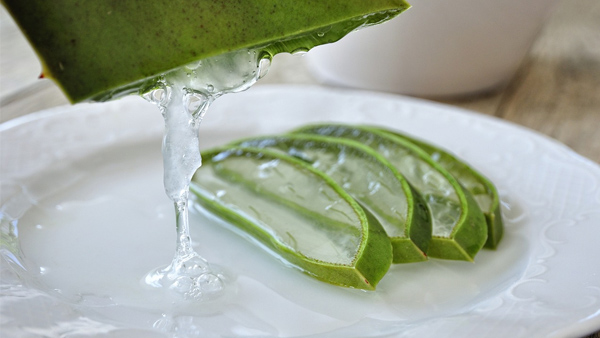 Aloe Vera Aloe Vera