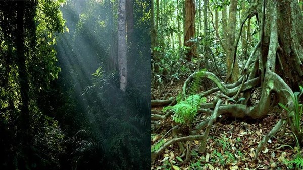 arippapack2-1 arippapack2-1