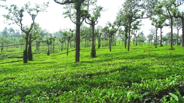 munnarchithirapuram