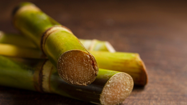 Sugarcane Sugarcane