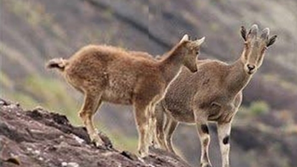 varayad2-
