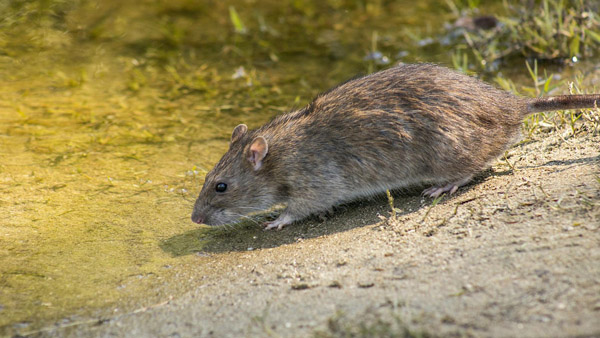 Vastu Tips Vastu Tips