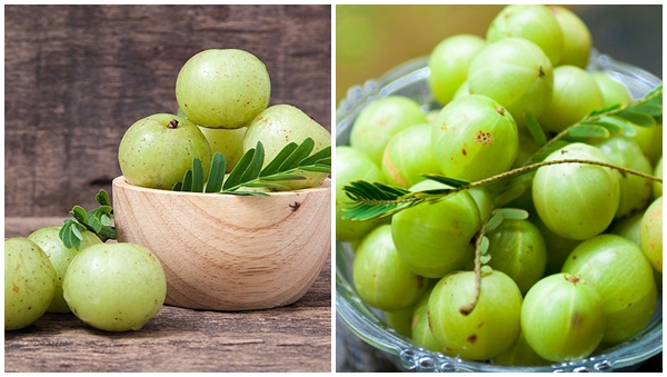 amla amla
